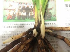 兰花根怎么是健康(图)