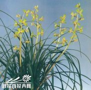 兰花·主要名贵品种介绍（蕙兰篇）