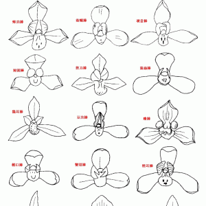 捧心兰花