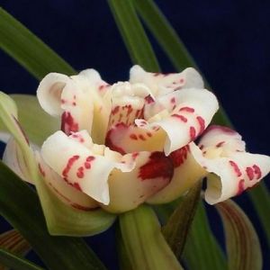 乌蒙牡丹(七彩云南)春兰