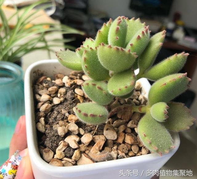 多肉植物养护中的误区 杆子变黑就是黑腐？还有一种现象叫木质化