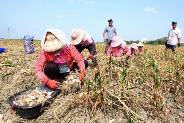 蒜头大盘商现身说法：进口蒜头库存过量是假，国际蒜价冲击本土蒜价是主因