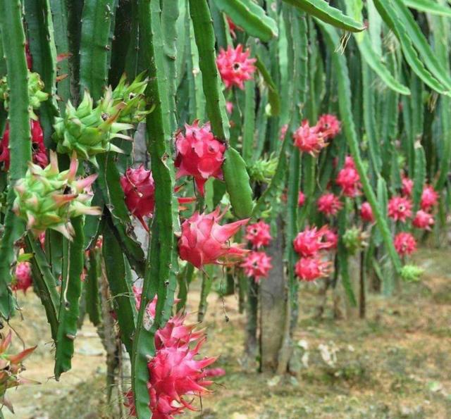 开春了 种一棵好看又好吃的果树 胜过盆栽无数 赏花吃果一整年