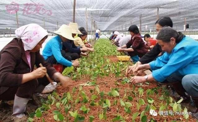 四季桂三种繁殖方法概述比较 花友春天玩起来