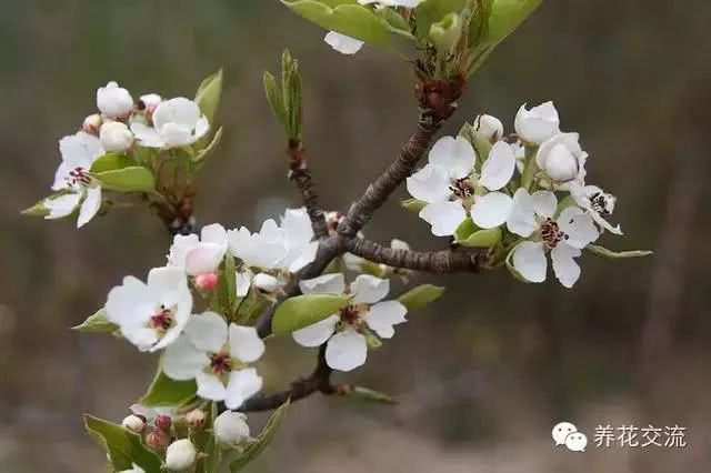 为什么有的朋友种的苹果树只开花不结果？