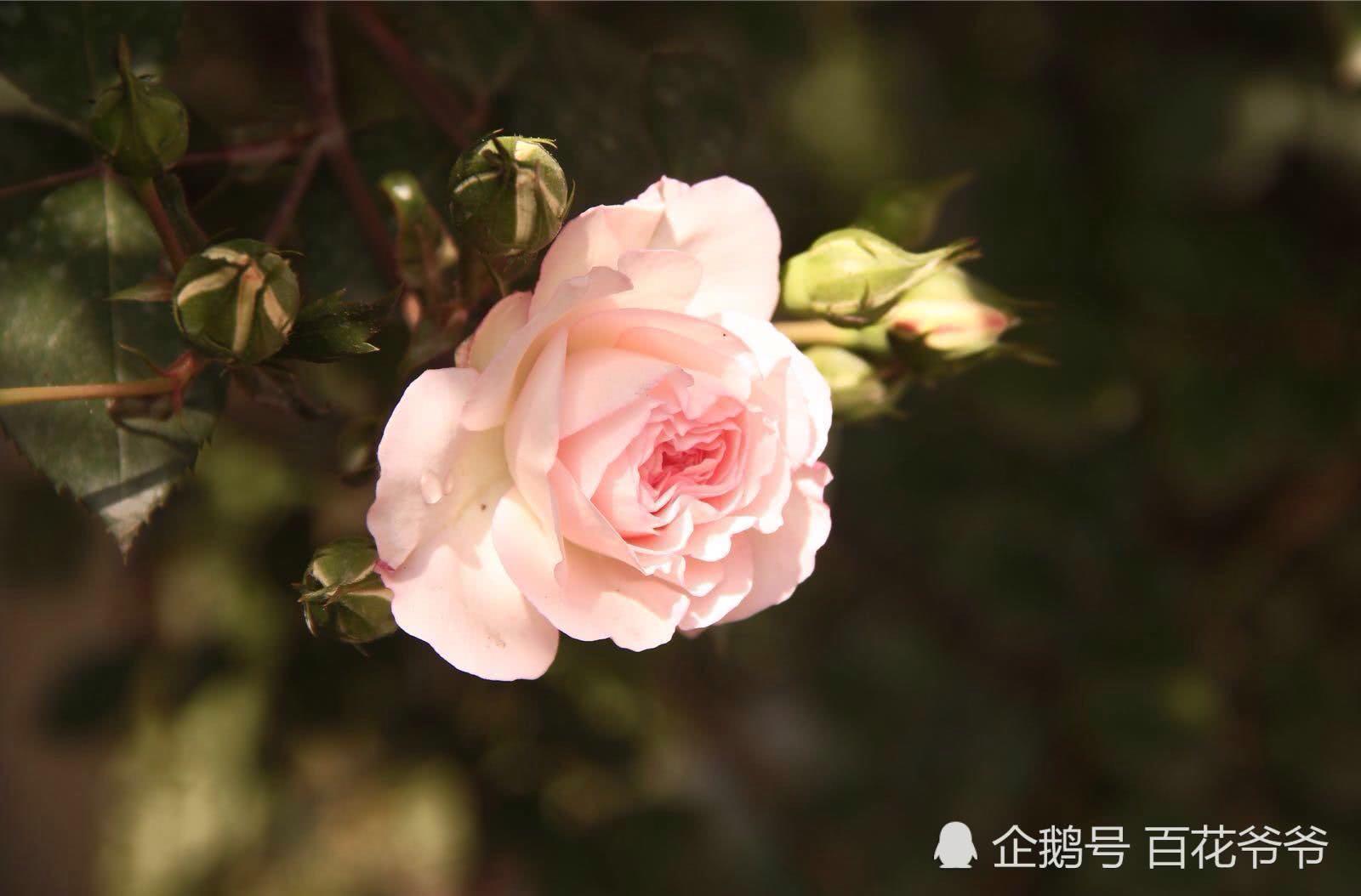 2018小院的第一波春花美如画 百花爷爷