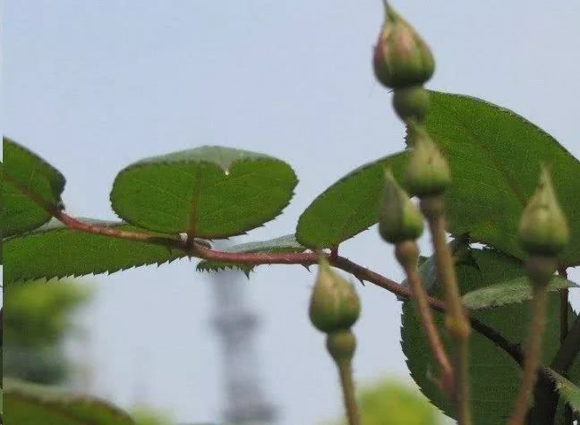 到底发生了什么？一夜之间 满盆的月季花苞全掉了