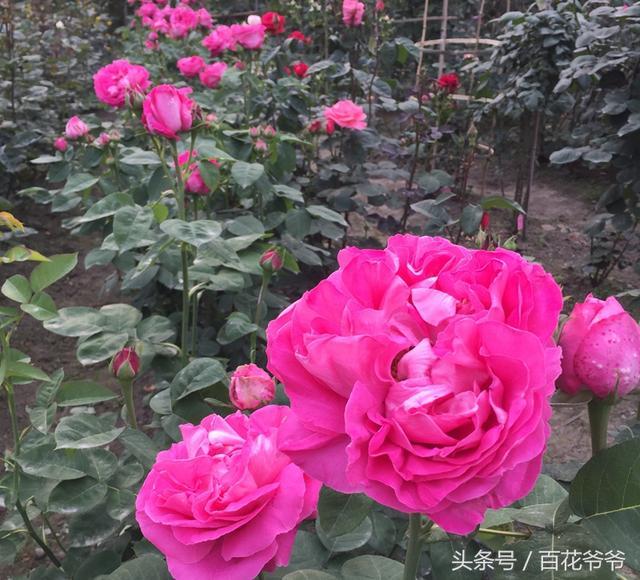 月季花谢后这么做 3天冒新芽 半月后又能再次开爆盆