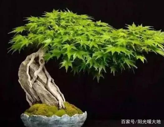 新手初入门：盆景造型不求人 看后立刻成为高手