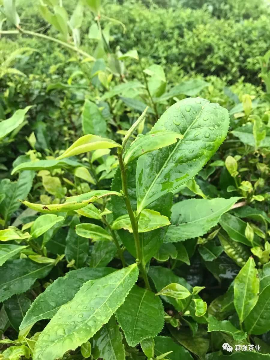 荒野老白茶福鼎白茶高山荒山茶