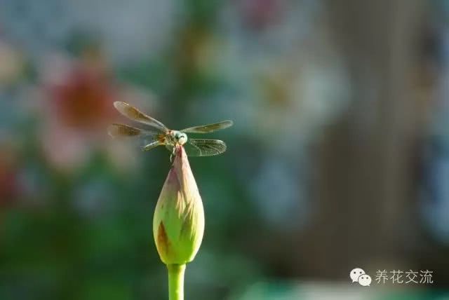 老夫妇在家种满各色花卉 专门为了吸引各种小昆虫