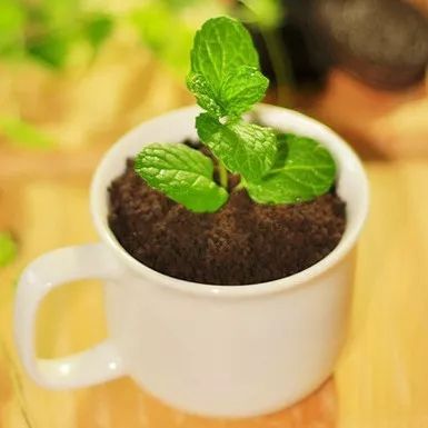 多肉植物就是如此独特而奇妙...