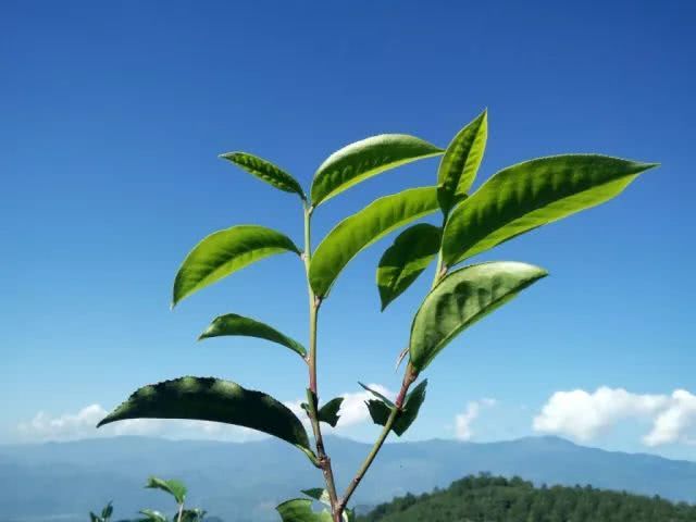 一个长期喝茶的人 告诉你喝茶会怎么样