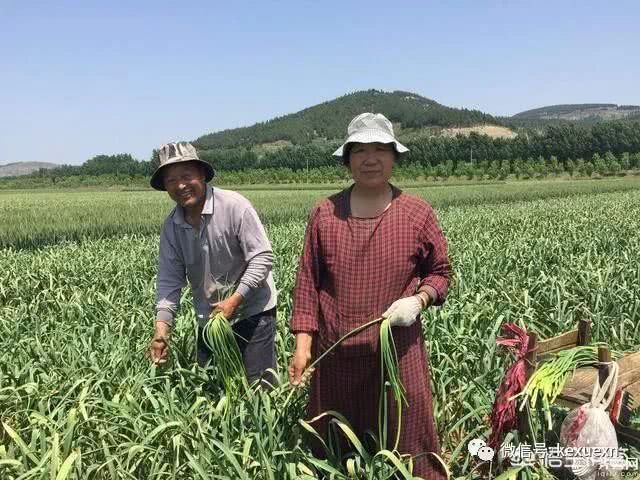 山东蒜薹价格走低遇销售难题 这些销售思路或能帮到您