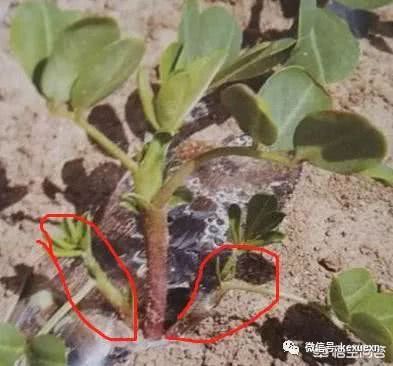 你知道花生为什么要清棵吗？花生清棵好处多 既能增产还能抗病害