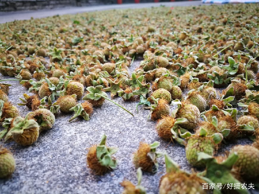 一亩地轻松收入一万元 去年的市场宠儿覆盆子 还值得投资种植吗