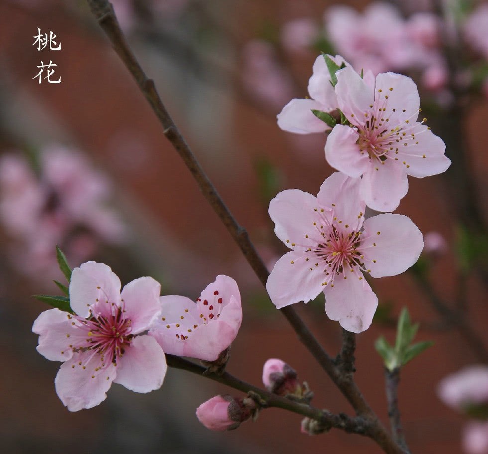 人文摄影 校园里的花花草草