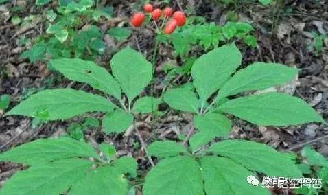 人参也能种植成盆栽 在家种上几棵 既能观赏还能食用