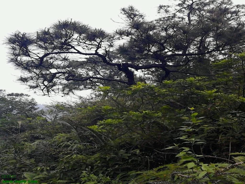 采挖山松得学会这些技巧 能大大提高成活率 不知道的朋友赶紧看过来