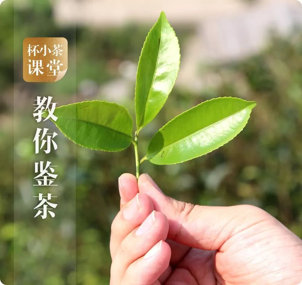 春夏秋冬产的茶 哪种最好呢？