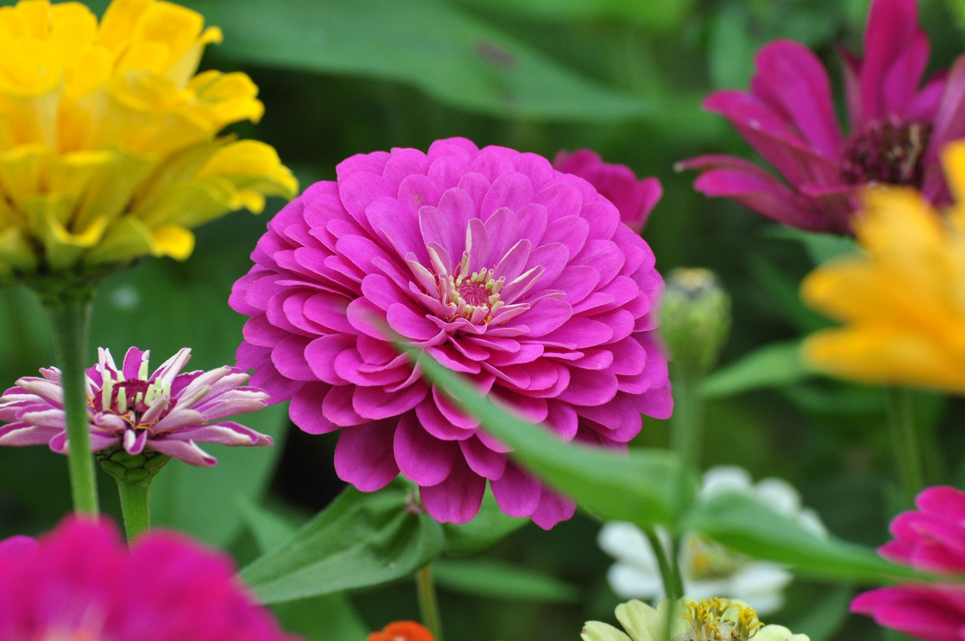 花朵一朵更比一朵高——百日菊