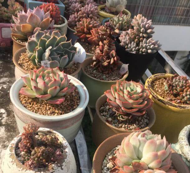 多肉植物叶插有技巧 用对了方法 年年生长到爆盆