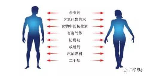 福鼎白茶的抗氧化活性