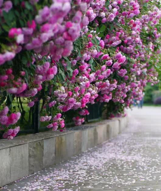 蔷薇不开花？这样剪两刀 花开满枝头