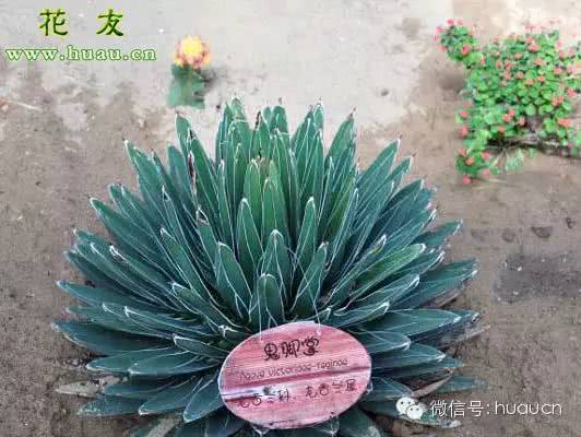 便宜又好养的10大多肉植物推荐