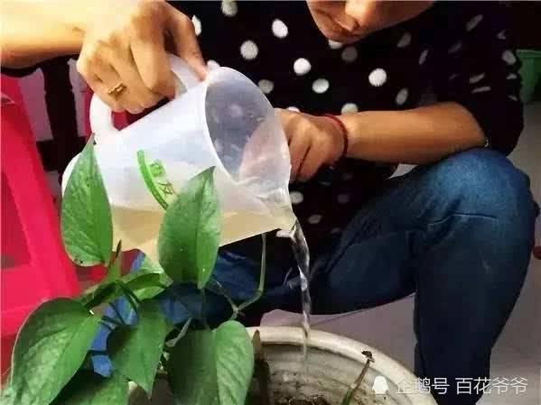 4种好用的浇花水 再也不用花钱买肥料了