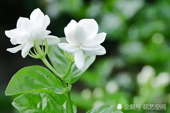 栀子花茉莉花 就好这一口 30天用一回 花朵洁白 香气馥郁