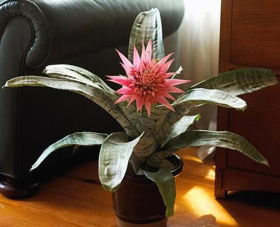 6种适合室内种植的花 个个开出美丽的花朵