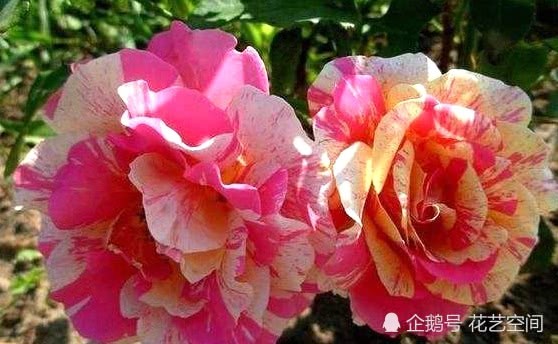 月季花很难养？给它喝点奶 花开爆盆 又美又香