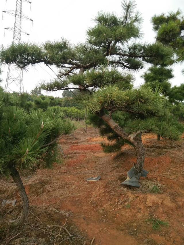 黑松景观怎样栽培？黑松景观的种植技术