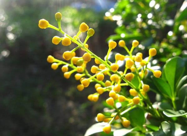 庭院种上这9大香花 花香四溢