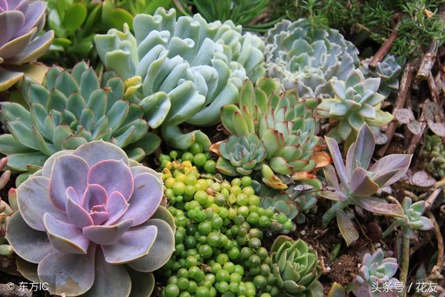 多肉植物休眠期的识别、管理和浇水