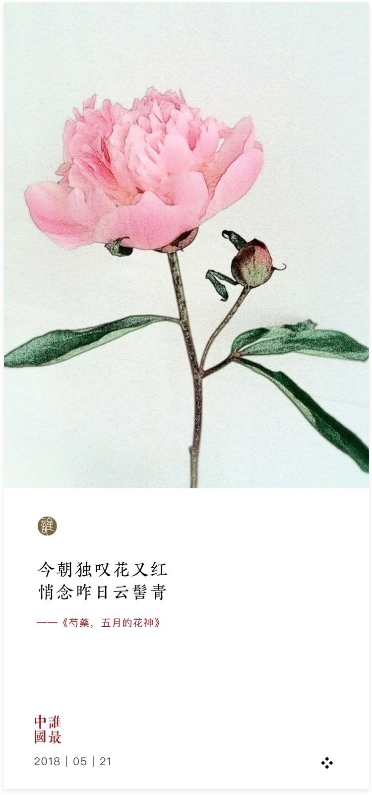 芍药 五月的花神