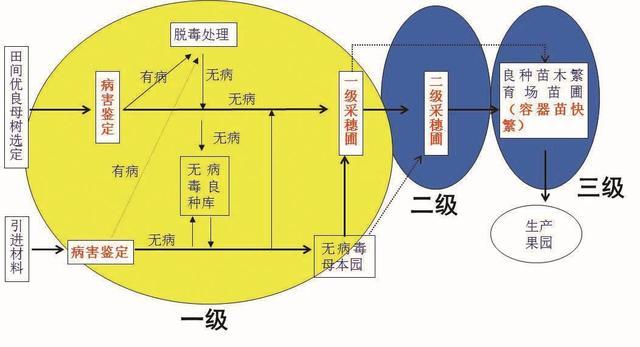 柑橘良种无病毒容器苗木繁育技术