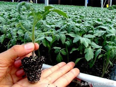 蔬菜定植后沤根、死棵？定植前管理你做到位了么？