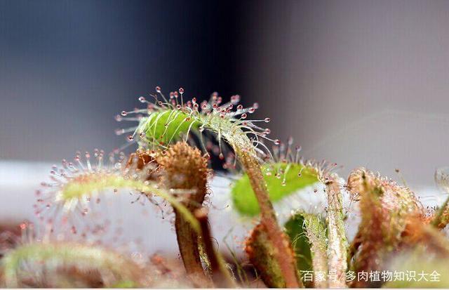 我就是爱这种冷门的盆栽 食虫植物新手晒图