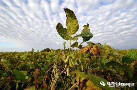 我国每年都会进口大量的农产品 这两样农产品的进口量最大