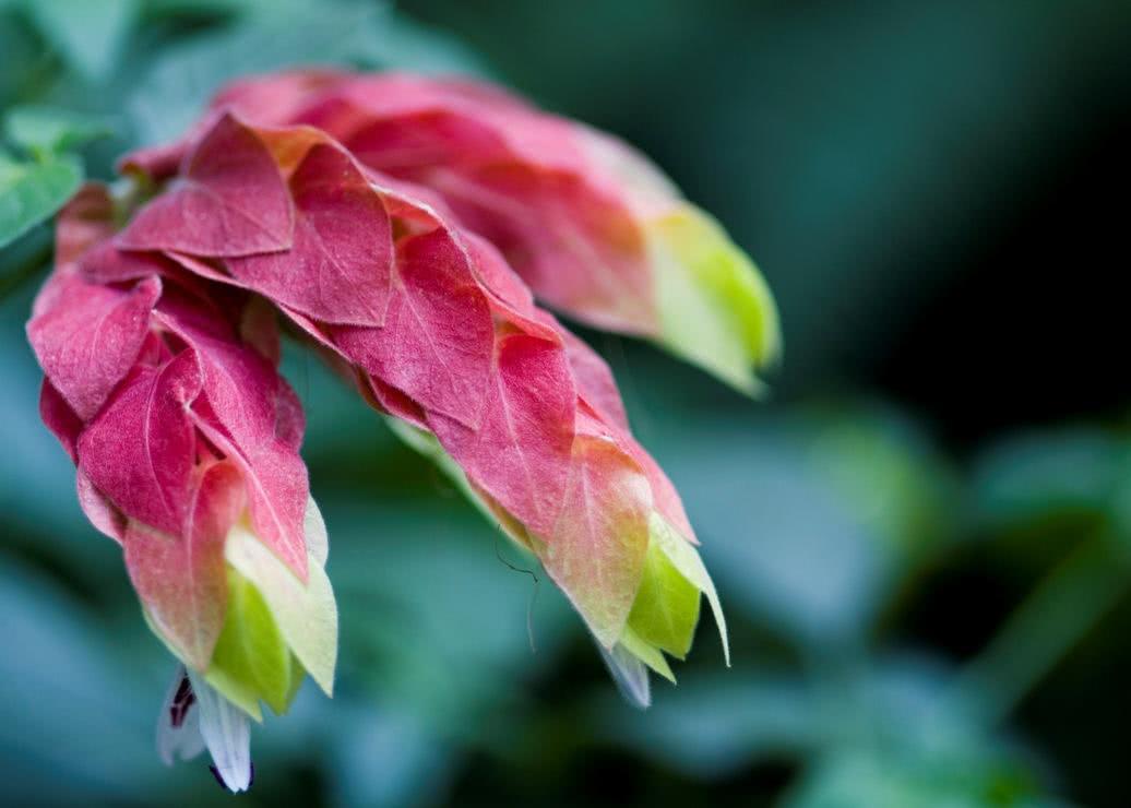 重叠成串似龙虾——虾衣花