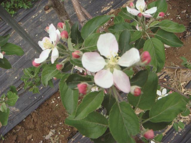 苹果怎样化学疏花疏果？