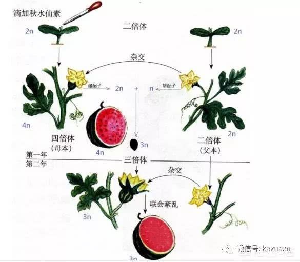 现在水果蔬菜不仅长得好 还没有种子 原因在这里