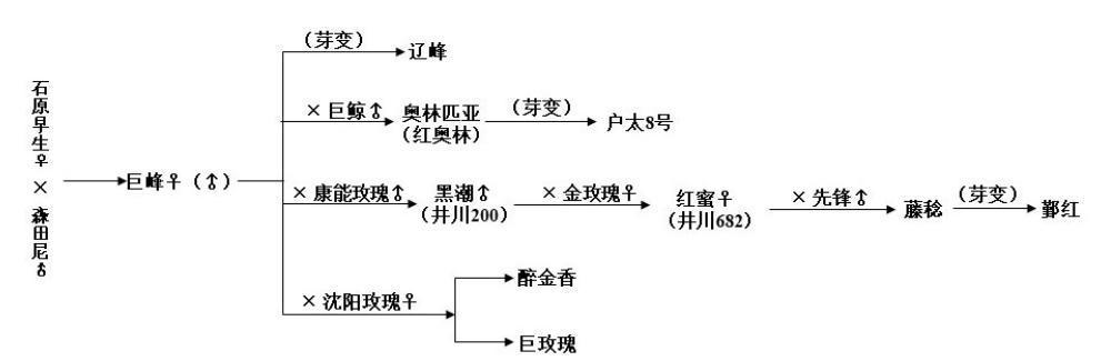 四倍体巨峰系葡萄有核栽培花果管理技术