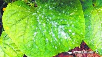 夏季白斑病肆虐 种植者如何才能高枕无忧？