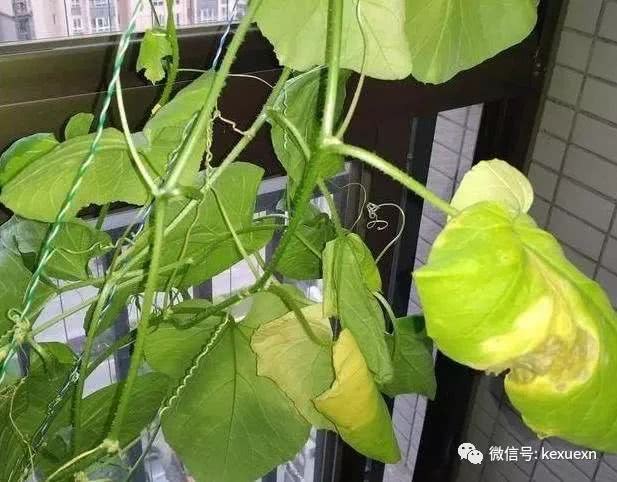 阳台上种植甜瓜 想法很不错 但是长得却不好 花友心里着急