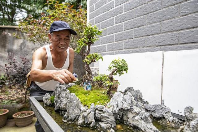 从上世纪80年代开始培植盆景 诸暨这个村制作盆景是专业的