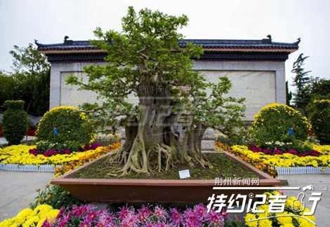 荆州三国公园看盆景（组图）