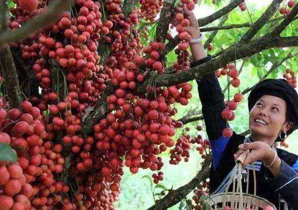 老妈盆栽的果树 长的葱郁茂密 今年还结满果子 邻居纷纷来观看